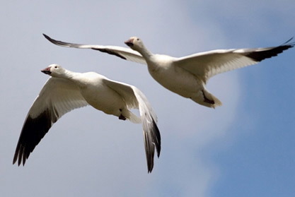 Snow geese in flight.