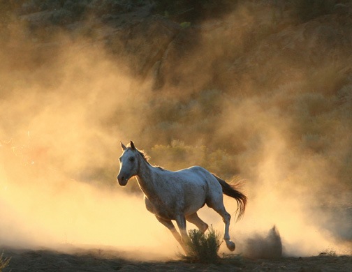 خيــــــــول Wild_horse