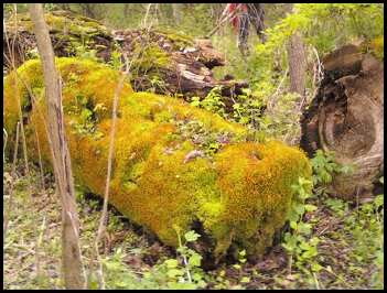 moss_covered_log Moss covered log at Whitnall Park; Hales Corners, WI.