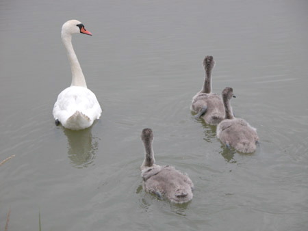 swan_and_ducks If only I were short and brownish-grey.