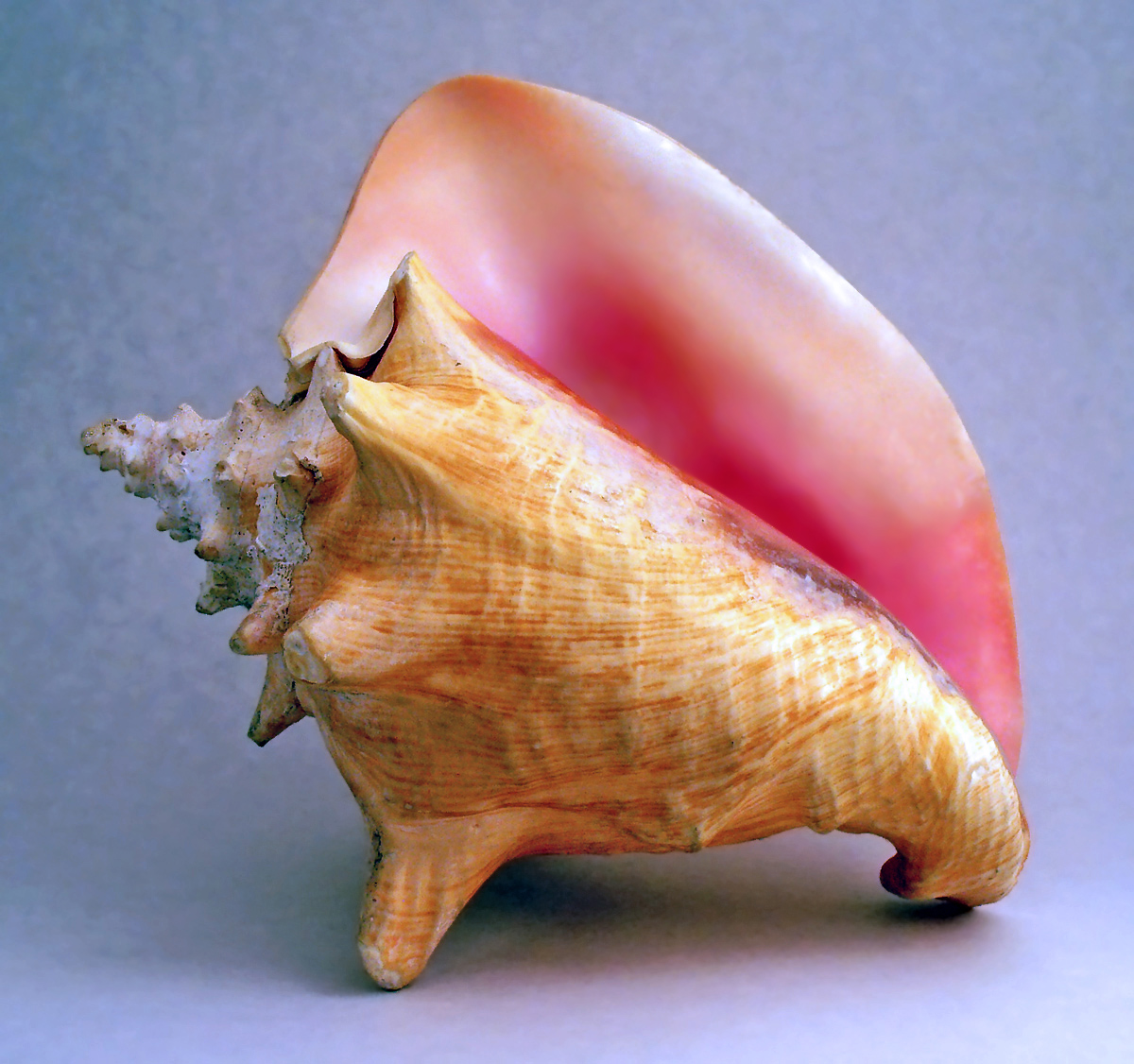 conk shell